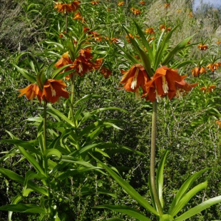 Fritillaria eduardii